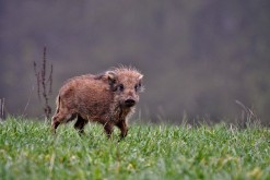 Crédito de la imagen: Pixabay