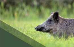 Crédito de la imagen: Portada informe inicial PPA España. MAPA