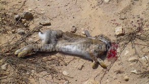 Enfermedad hemorrágico vírica del conejo de monte