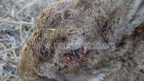 Mixomatosis en conejo de monte