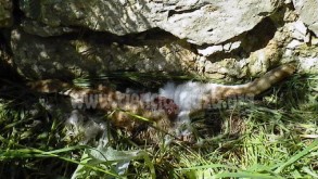 Tularemia en liebre ibérica