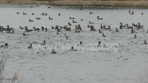 Botulismo en aves acuáticas