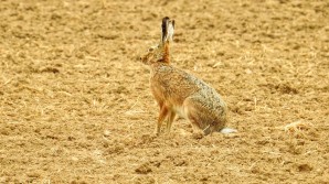 Crédito de la imagen:Pixabay