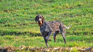 Crédito de la imagen:Pixabay