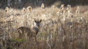 Crédito de la imagen Pixabay