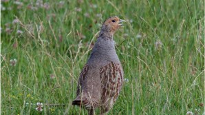 Crédito de la imagen Pixabay