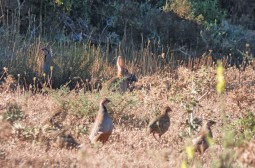 Crédito de la imagen: J. Manzano. Gentileza de D. José Luis Garrido Martín