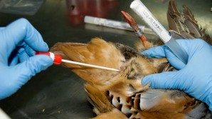 Gestión Sanitaria Caza Menor