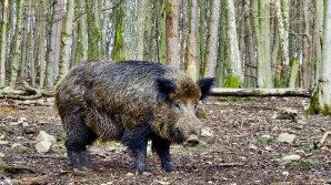 Crédito de la imagen Pixabay