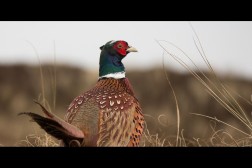 Crédito de la imagen: Pixabay