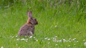 Crédito de la imagen: Pixabay