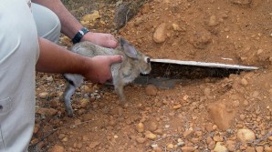 Suelta conejo de monte