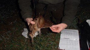 Crédito de la imágen: Ciencia y Caza. Prohibida su reproducción total o parcial