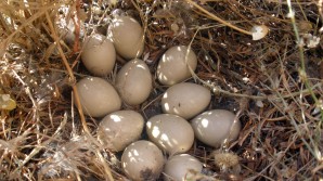 Nido perdiz roja
