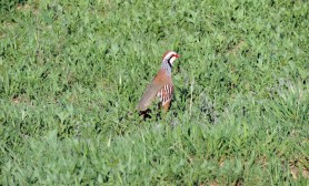 Perdiz roja