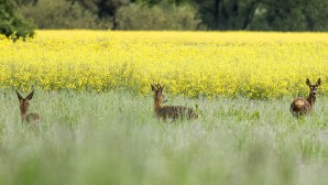 Crédito de la imagen: Pixabay