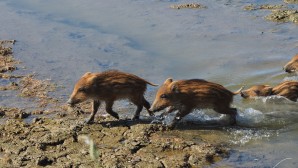 Crédito de la imagen: Pixabay