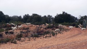 Curso online sobre organización y gestión de monterías