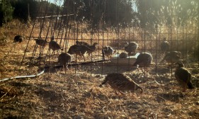 Bebedero perdiz roja