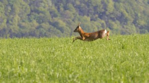 Curso online Gestión del Corzo