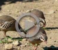 La perdiz roja española