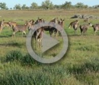 Gestión de especies cinegéticas de caza mayor en lugares con ausencia de depredadores