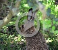 La liebre ibérica. Amores y desamores