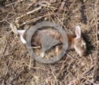 La mixomatosis del conejo de monte