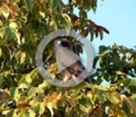 La predación entre rapaces