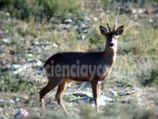 Descubriendo el corzo en Valsemana