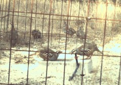 Así utilizan las perdices los bebederos