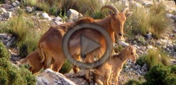 El exterminio del arrui