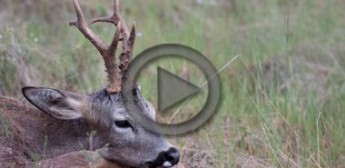 El Rececho del Corzo