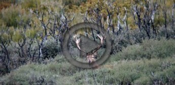 La berrea del ciervo