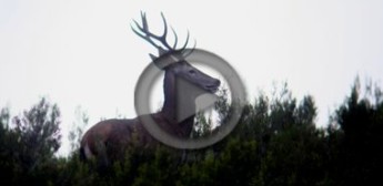 Jabalí, ciervo y muflón