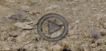 Nido de tórtola común en libertad