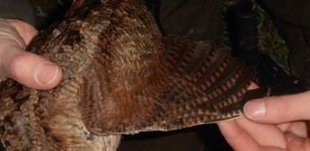 Procedimiento de secado y lectura de alas del Proyecto Becada