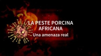 Peste Porcina Africana: Una amenaza real