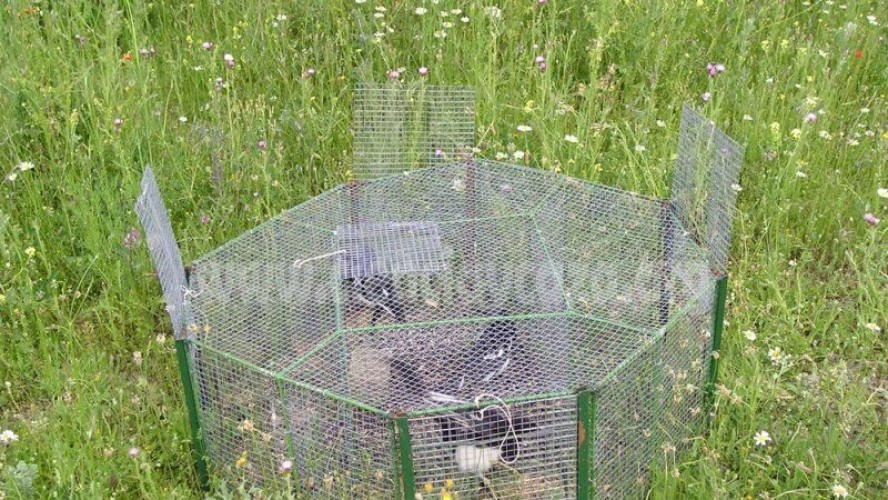 Control de córvidos. Jaula trampa para urracas