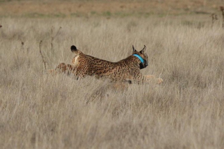 Lince mosquito. Crédito 