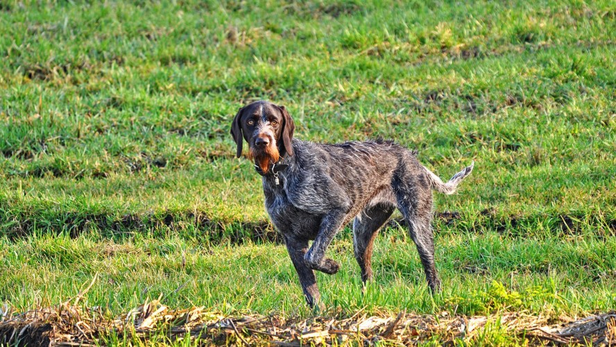 Crédito de la imagen:Pixabay