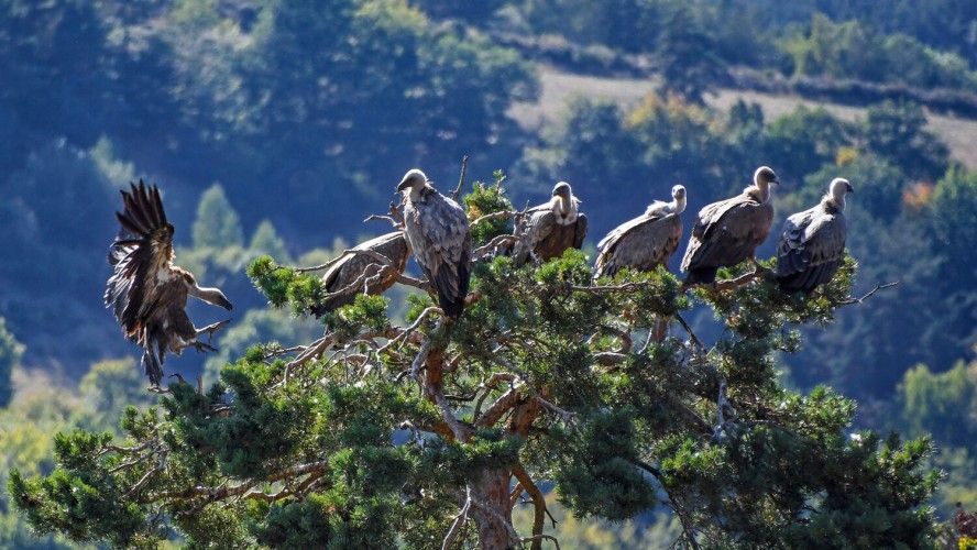 Crédito de la imagen: Pixabay