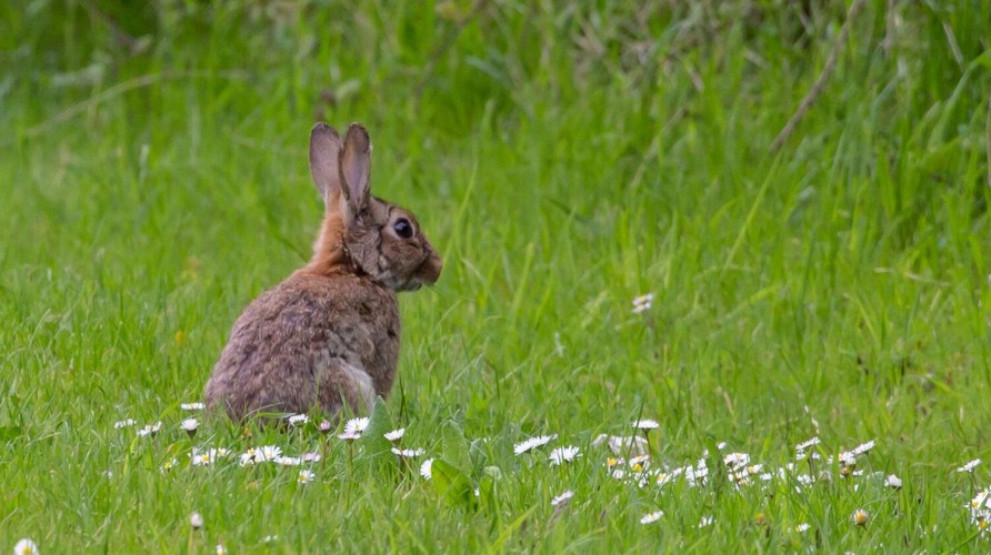 Crédito de la imagen: Pixabay