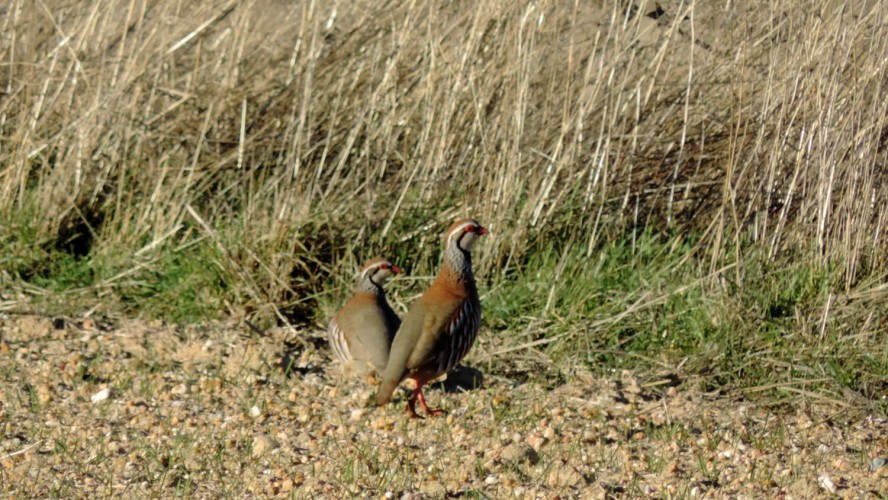 Pareja de perdices rojas