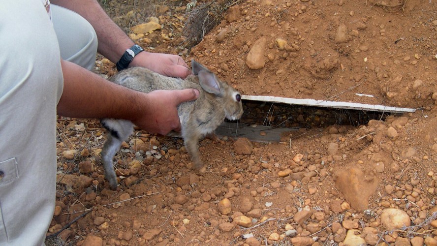 Suelta conejo de monte
