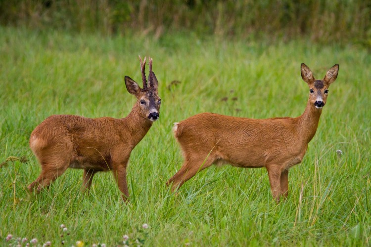 Crédito de la imagen: Pixabay