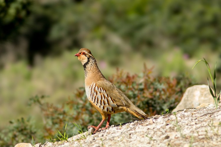 Crédito de la imagen: Pixabay