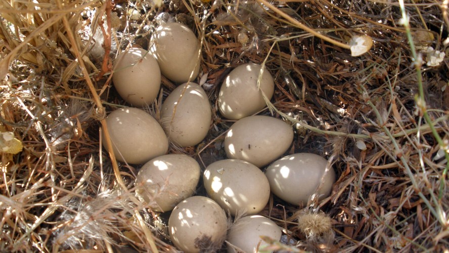 Nido perdiz roja