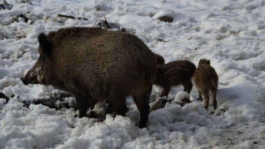 Crédito de la imagen: Pixabay