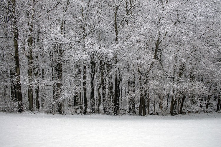 Crédito de la imagen: Pixabay